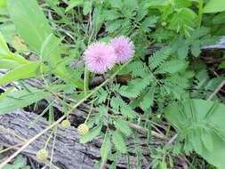 Mimosa quadrivalvis var. platycarpa (A. Gray) Barneby的圖片