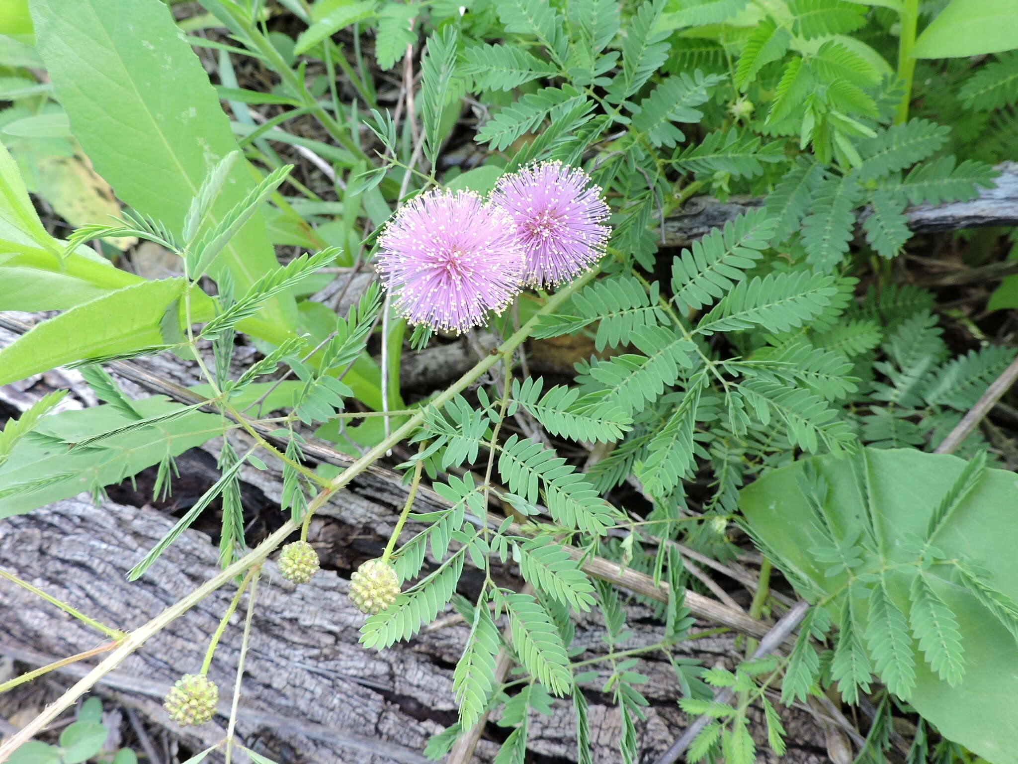 Mimosa quadrivalvis var. platycarpa (A. Gray) Barneby的圖片