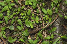 Image of Leptinella dispersa subsp. dispersa