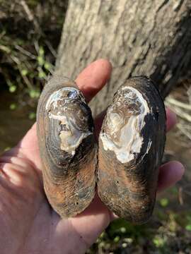 Image of Brown Elliptio