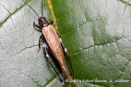 صورة Mnesibulus (Mnesibulus) bicolor (Haan 1844)