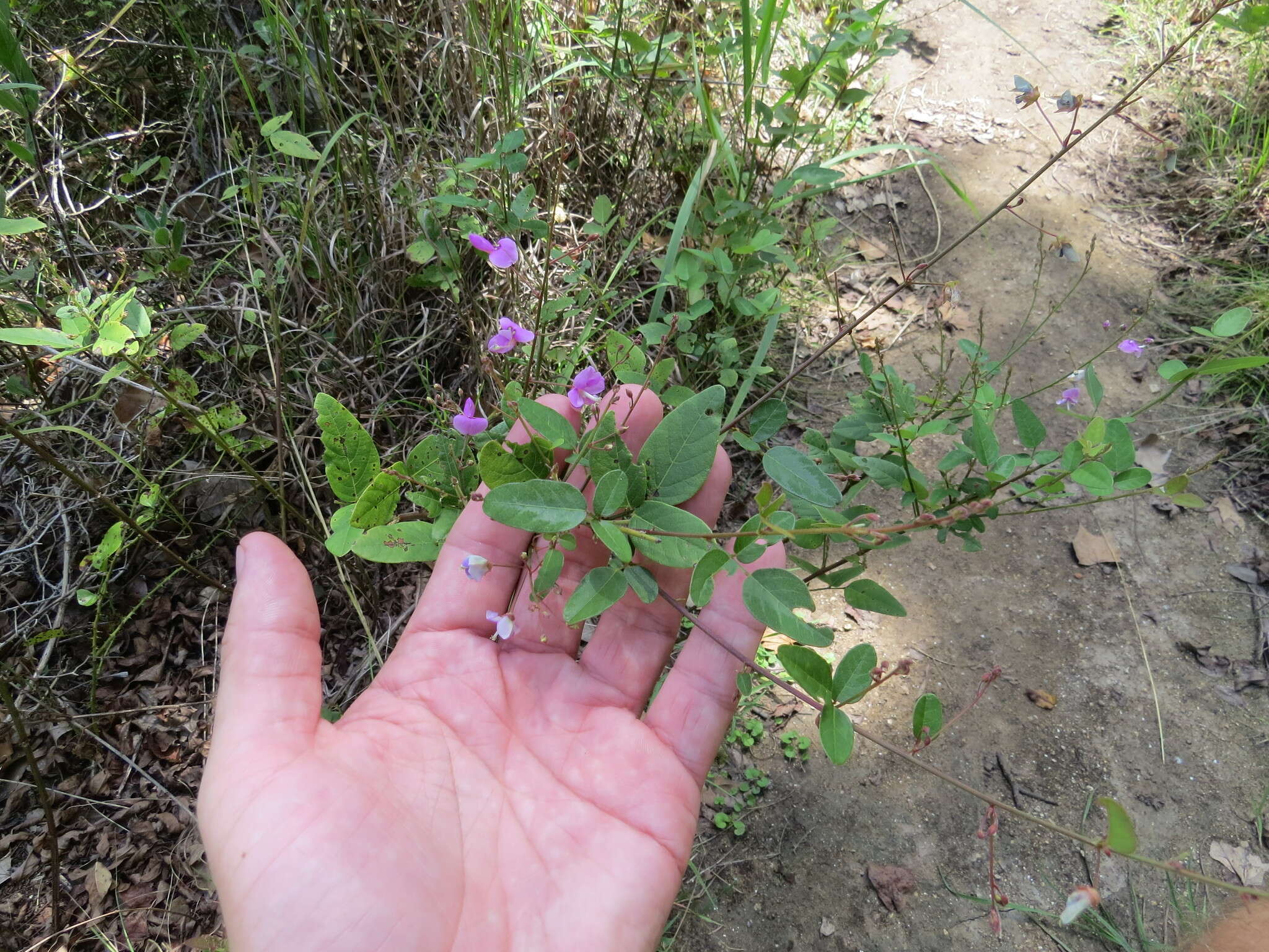 Imagem de Desmodium paniculatum (L.) DC.