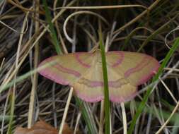 Rhodostrophia calabra Petagna 1787 resmi