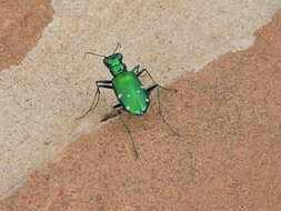 Imagem de Cicindela (Cicindela) sexguttata Fabricius 1775