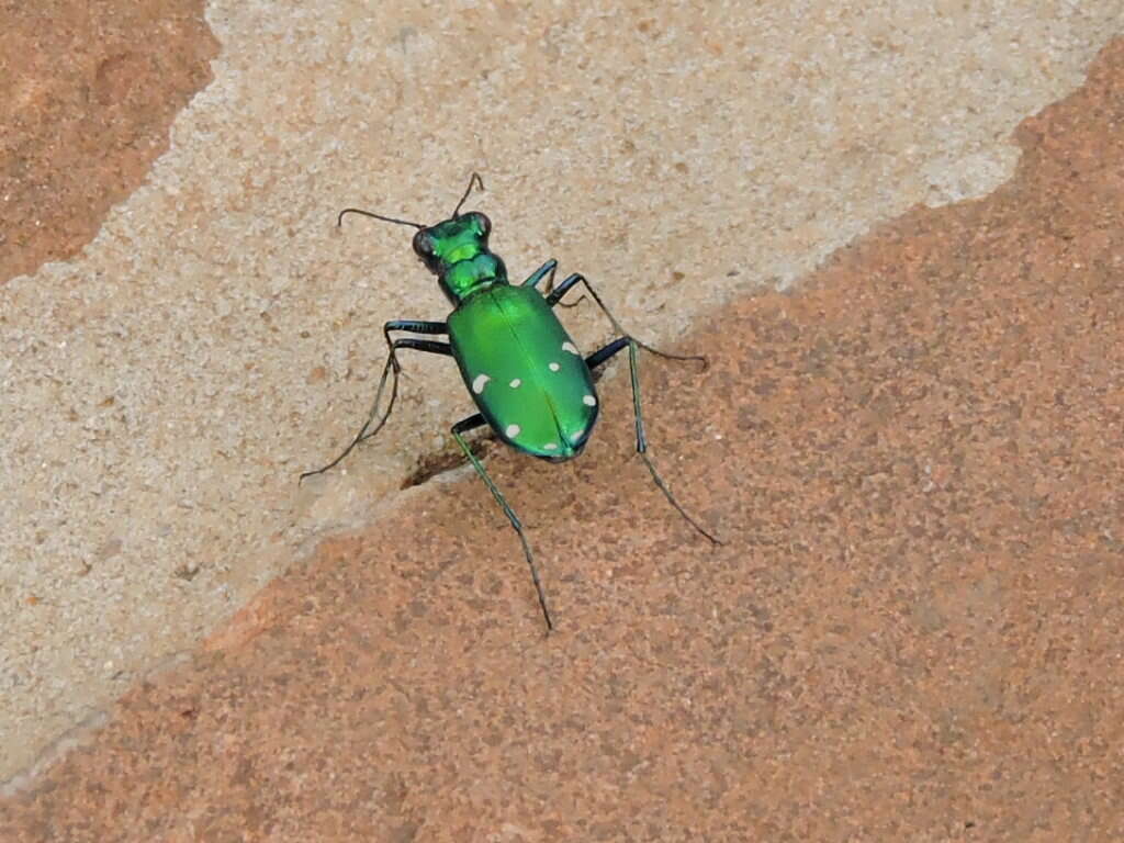 Imagem de Cicindela (Cicindela) sexguttata Fabricius 1775