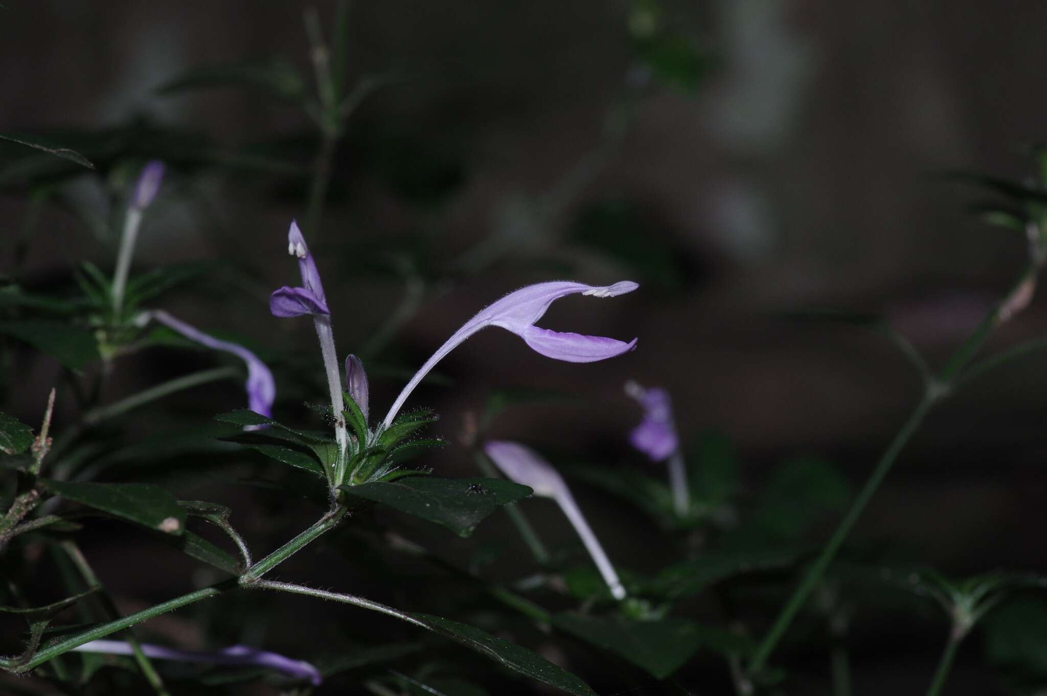 Image of Isoglossa hypoestiflora Lindau