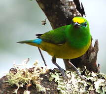 Imagem de Chlorophonia cyanea psittacina Bangs 1902