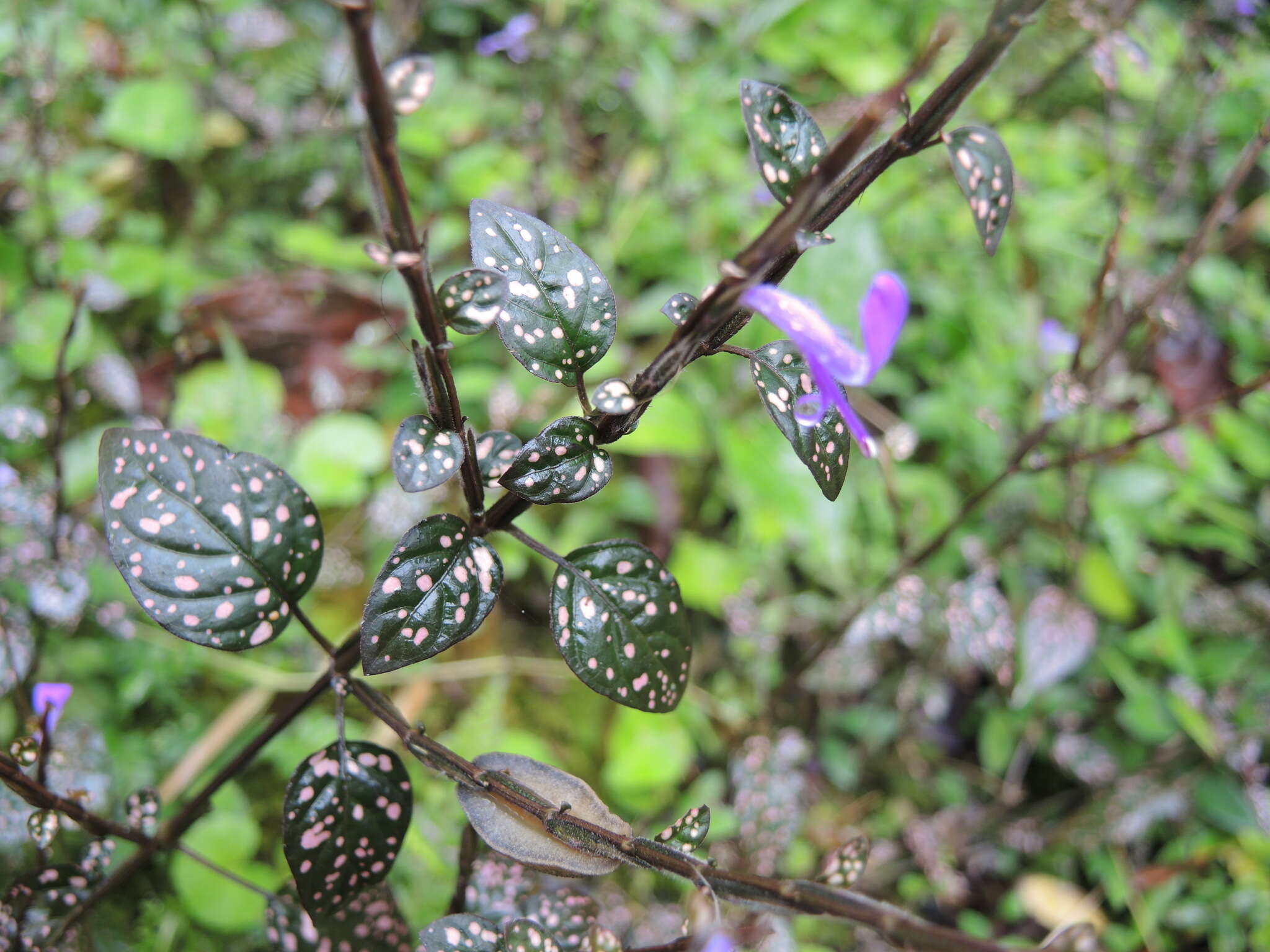 Hypoestes phyllostachya Baker resmi