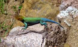 Image of Guatemalan Emerald Spiny Lizard