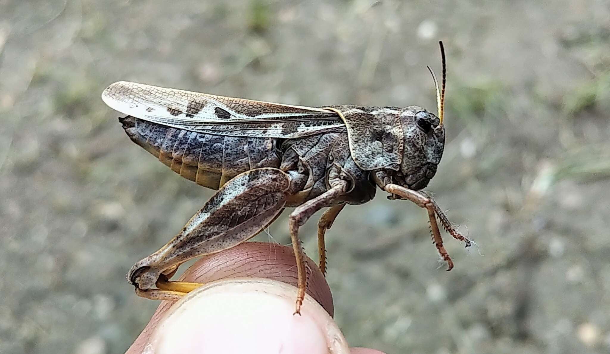 Слика од Pardalophora apiculata (Harris & T. W. 1835)