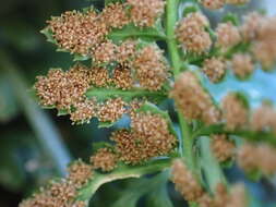 Image of Asplenium foreziense Le Grand ex Magnier