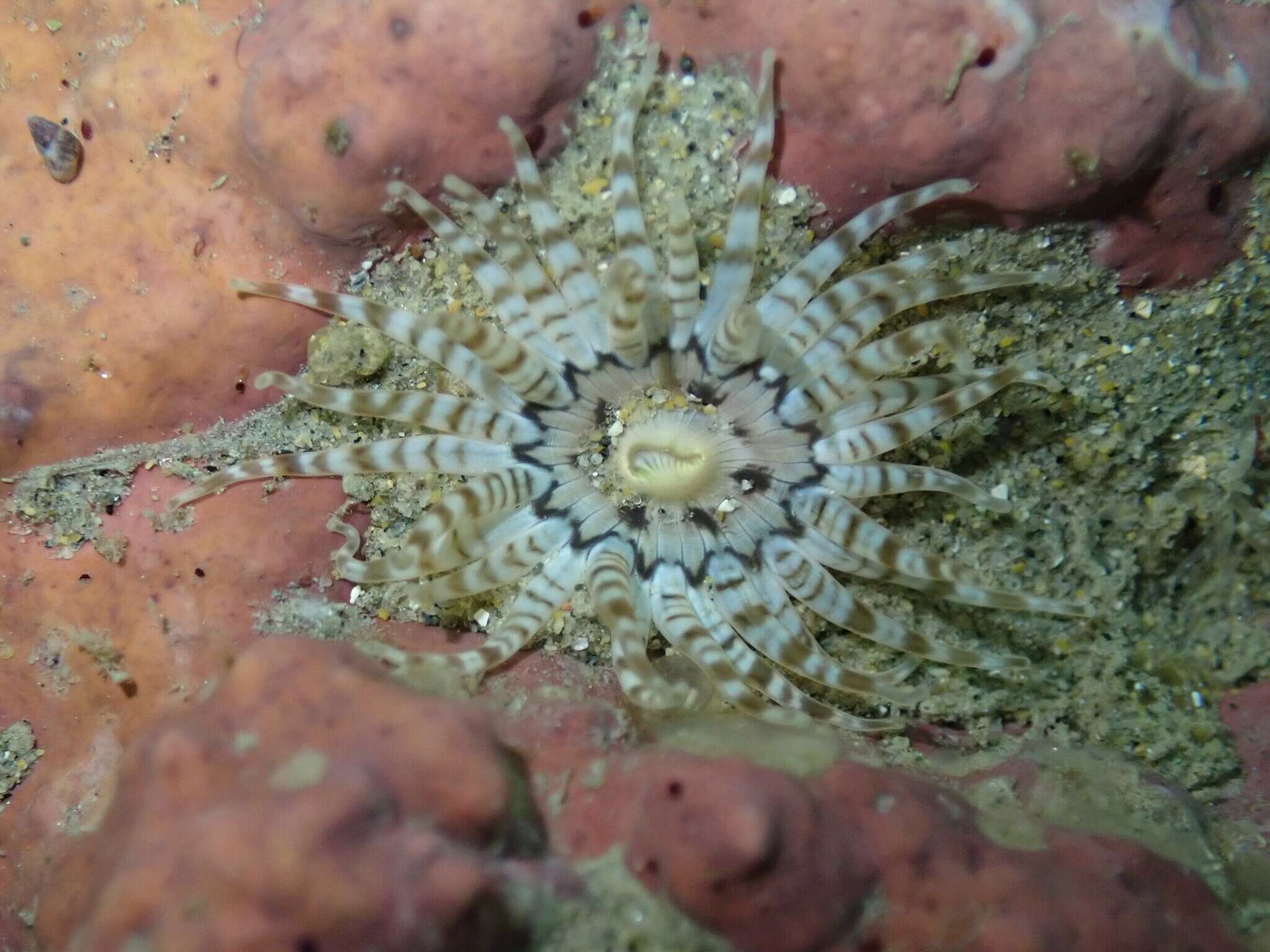 Image of Anthopleura rosea (Stuckey & Walton 1910)