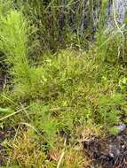 Juncus repens Michx.的圖片