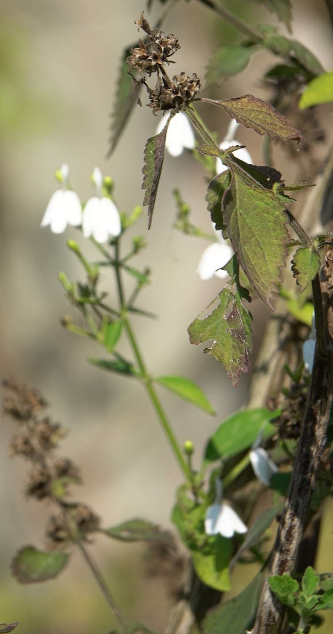 Rhinacanthus nasutus (L.) Kuntze resmi