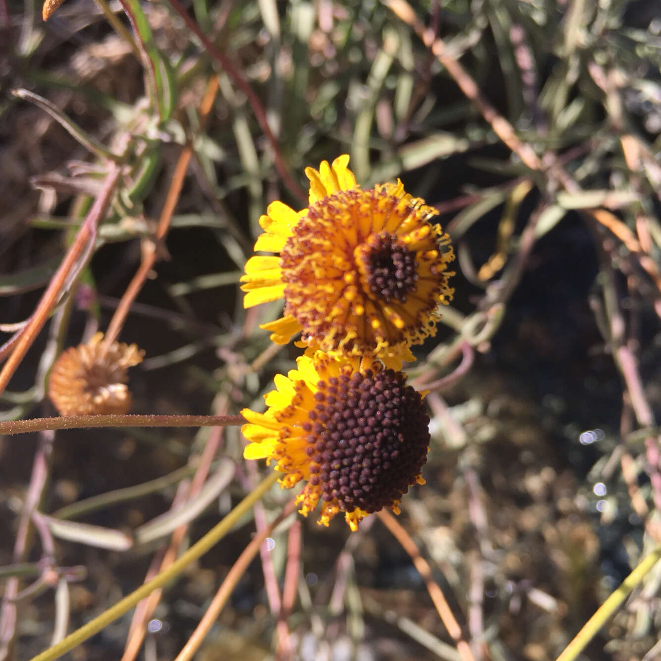 Image of Bigelow's sneezeweed