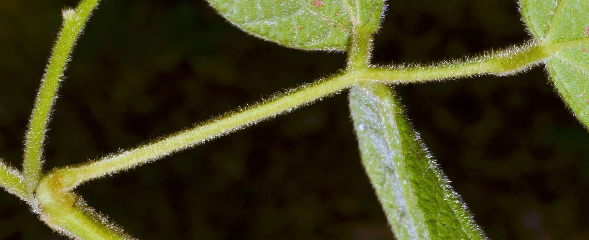 Plancia ëd Rhynchosia latifolia Torr. & A. Gray