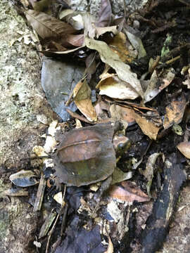 Image of Keeled box turtle