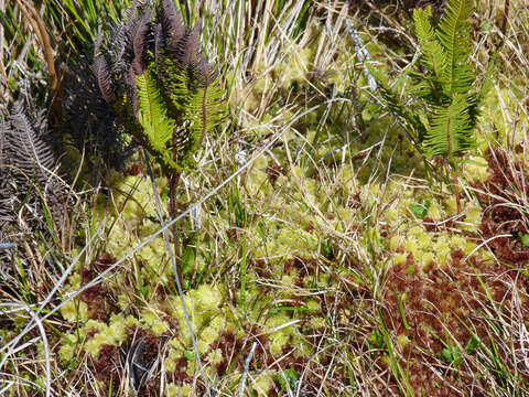 Image of Sticherus cryptocarpus (Hook.) Ching