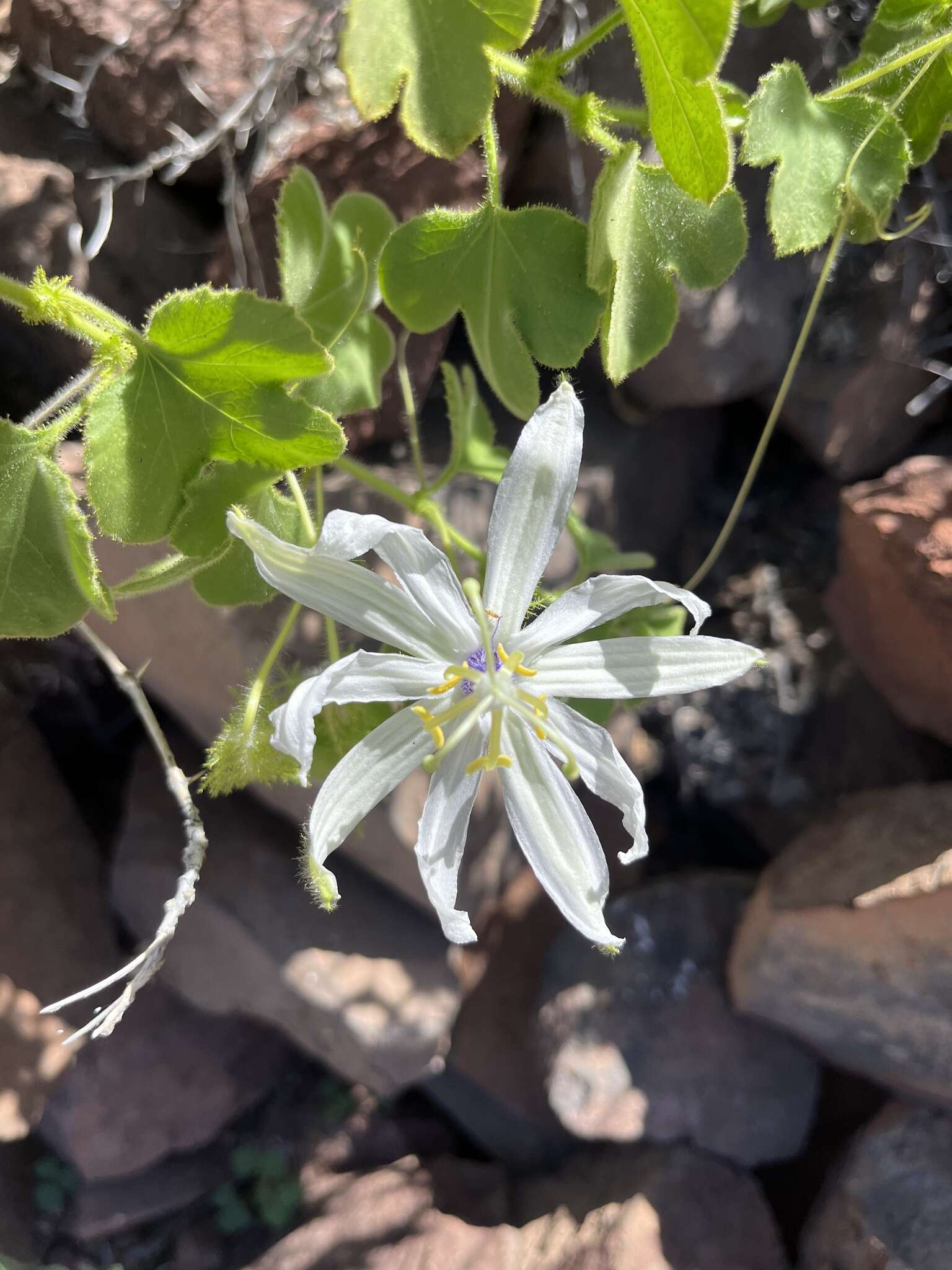 Image of Passiflora palmeri J. N. Rose