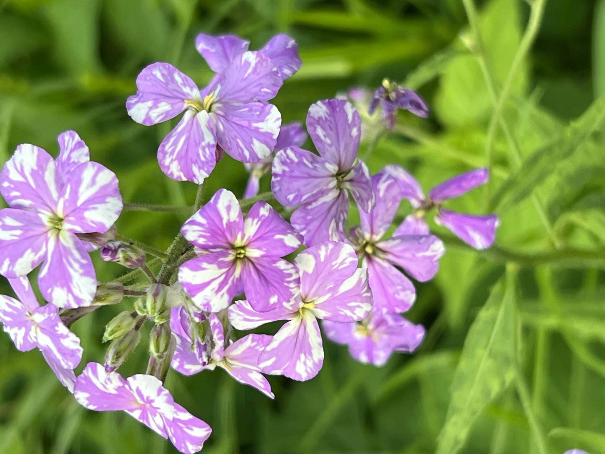 Imagem de Turnip mosaic virus