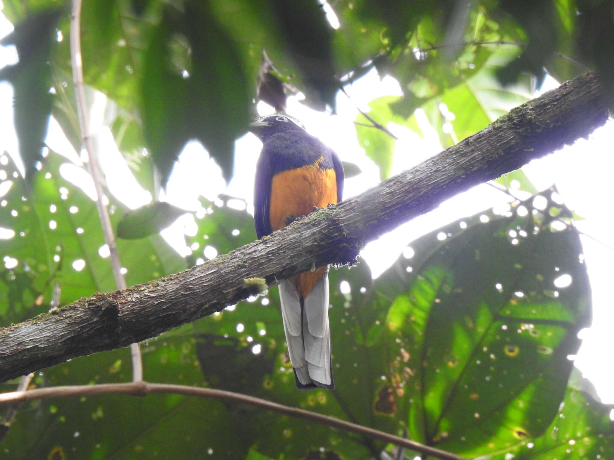 Plancia ëd Trogon chionurus Sclater, PL & Salvin 1871