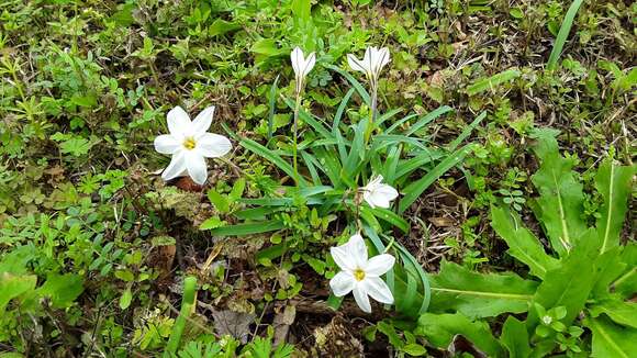 Image of Ipheion