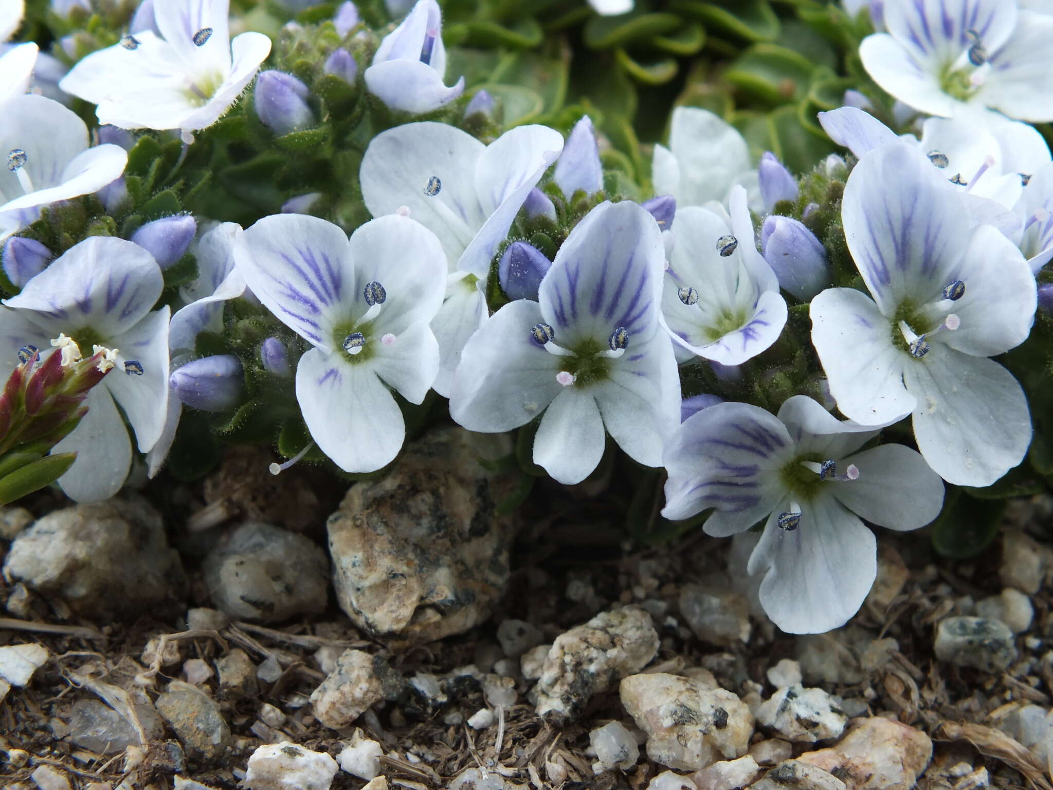 Слика од Veronica repens Clarion ex DC.