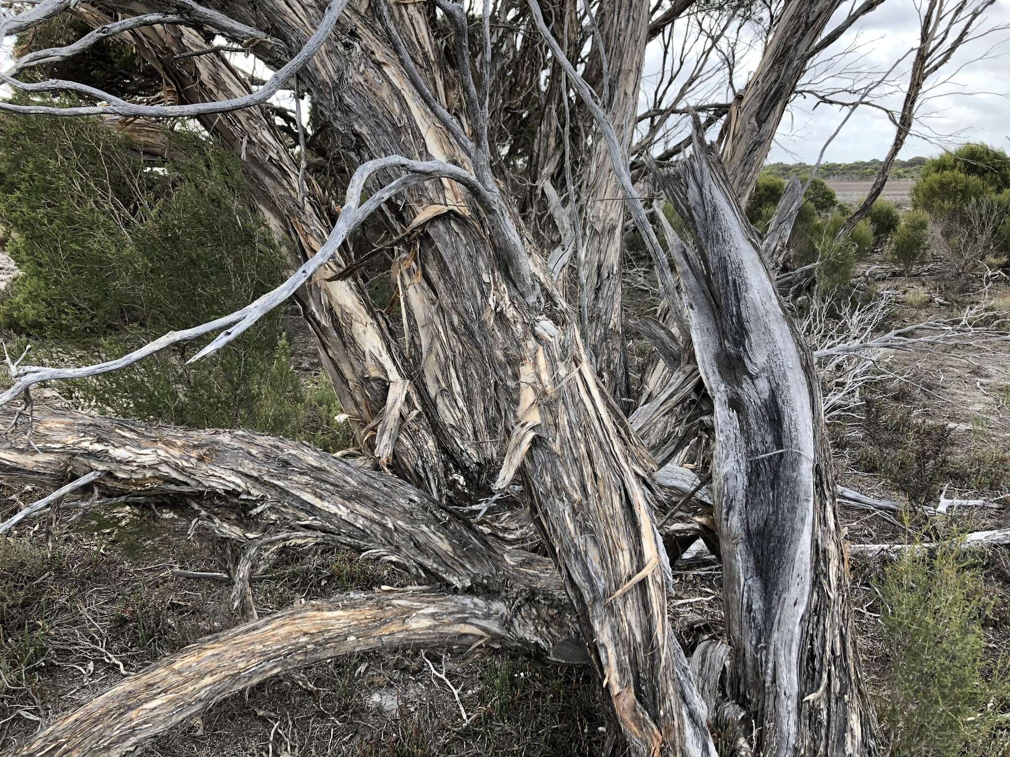 Sivun Melaleuca halmaturorum F. Müll. ex Miq. kuva