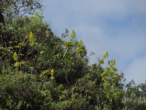 Image of saucer-plant