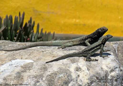 Image of Atacamen Pacific Iguana