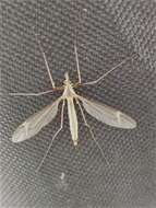 Image of Marsh crane fly