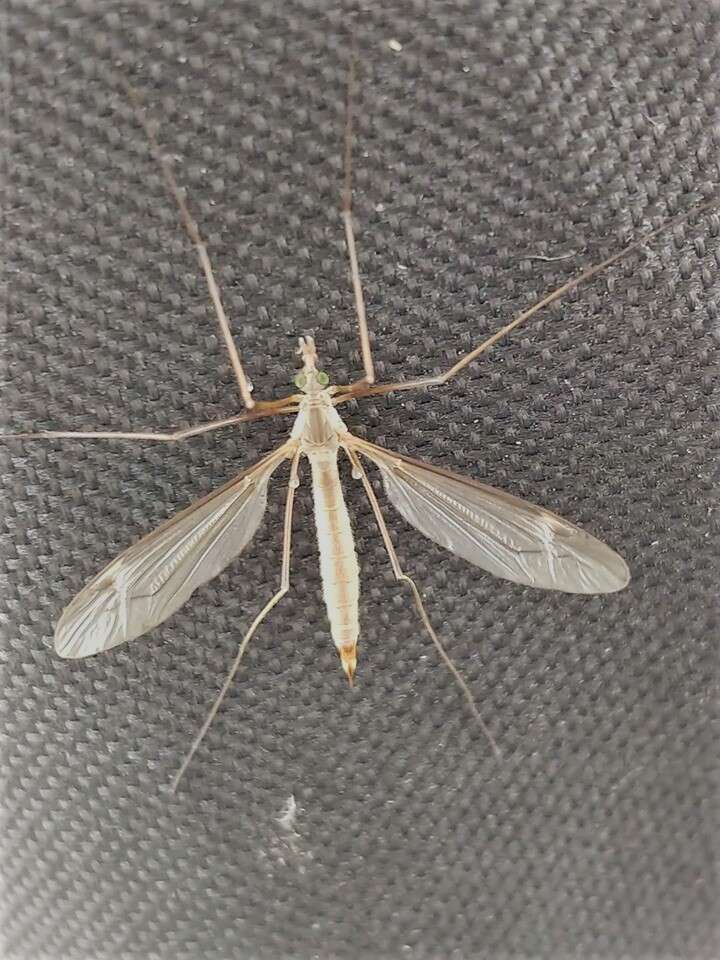 Image of Marsh crane fly