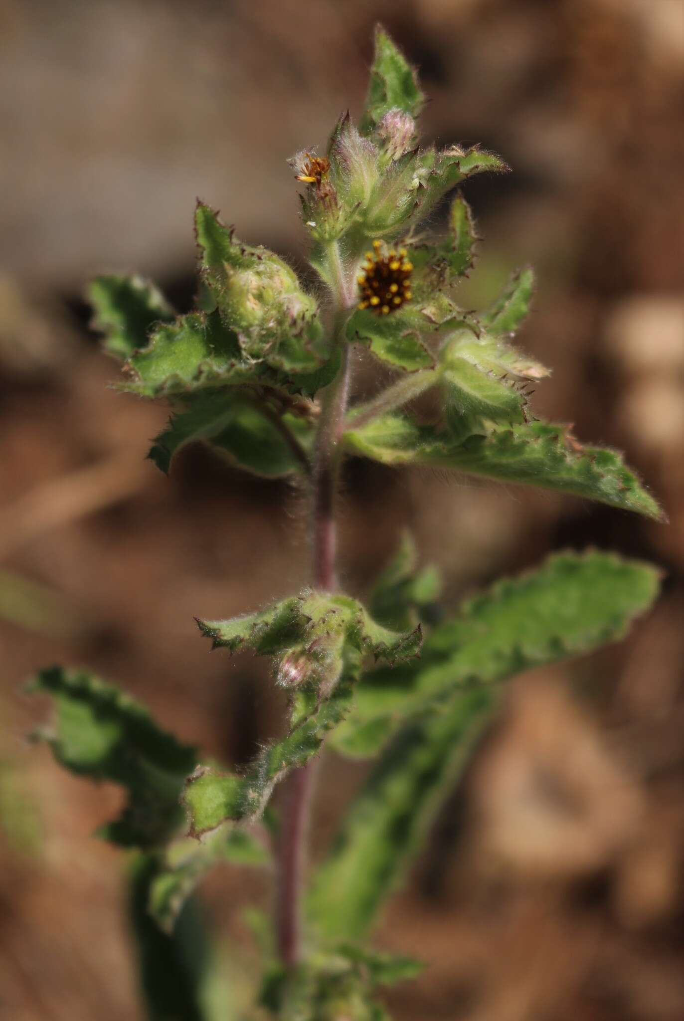 Image of Blumea belangeriana DC.