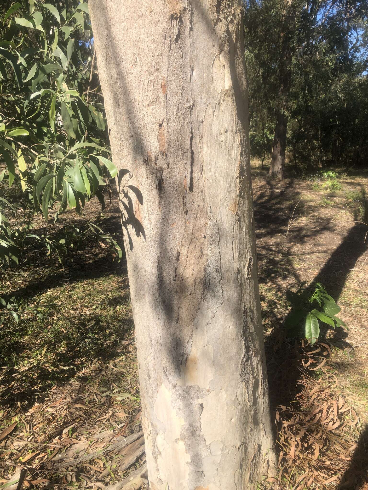 Image of cabbage gum