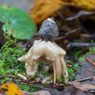 Image of Geastrum quadrifidum DC. ex Pers. 1801