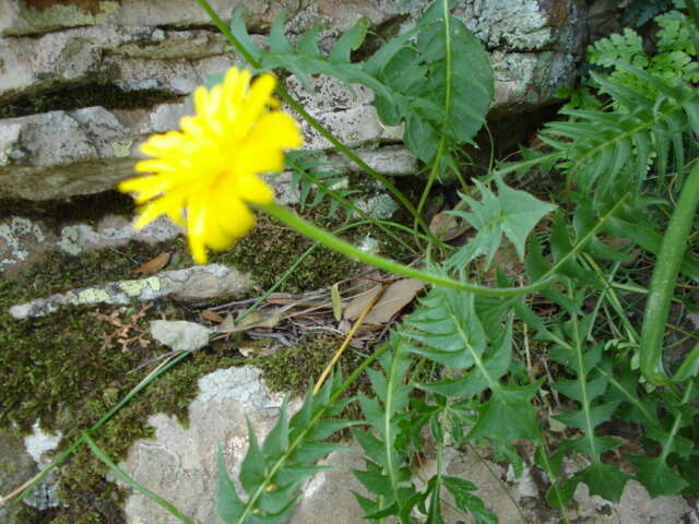 Image of Hyoseris radiata subsp. radiata