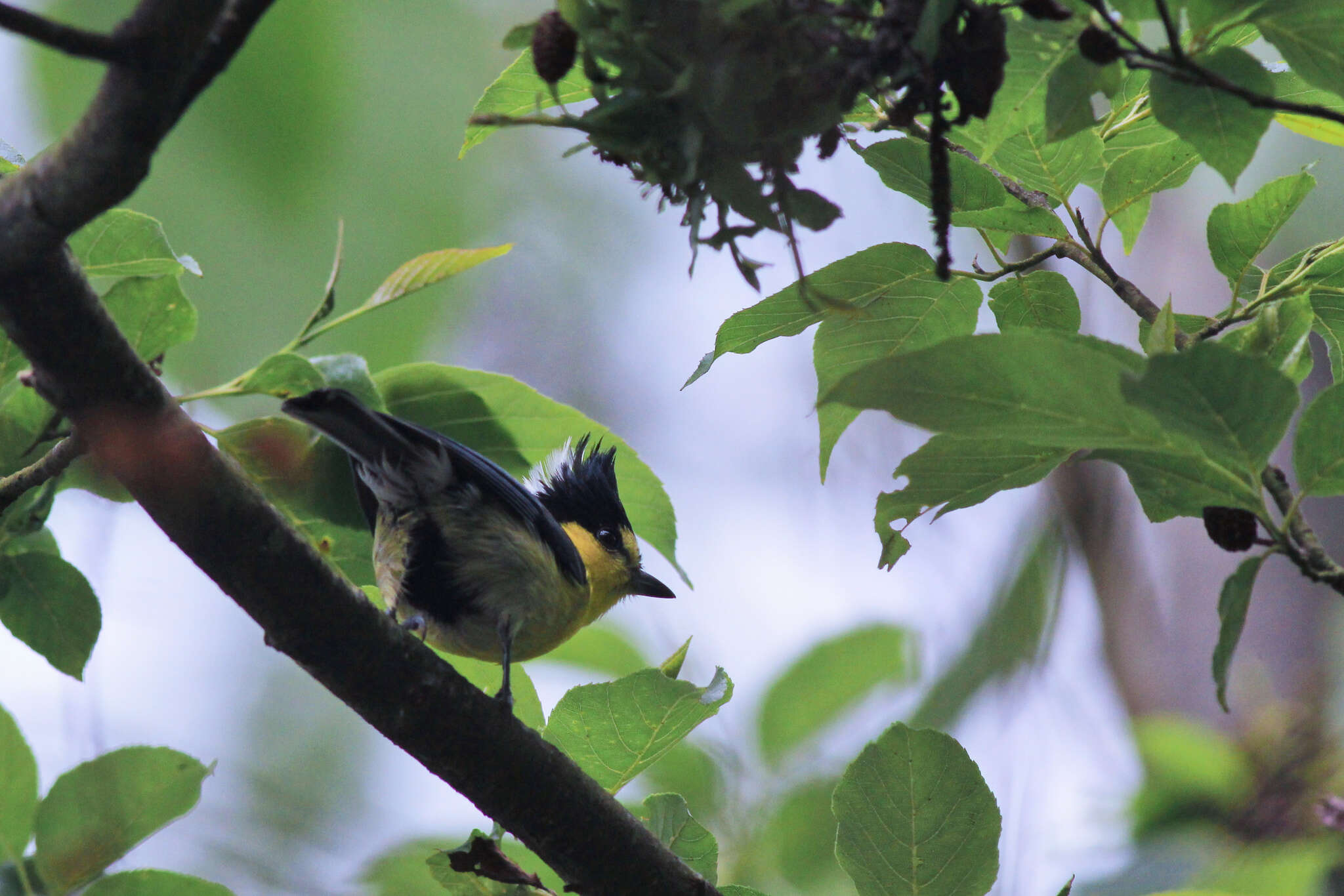 Image de Mésange de Taiwan