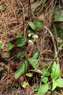 Image of Pyrola japonica Klenze ex Alef.