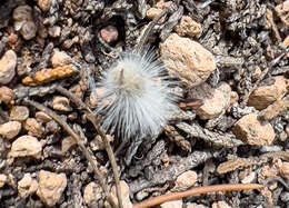 Image of Dasymutilla pseudopappus (Cockerell 1895)