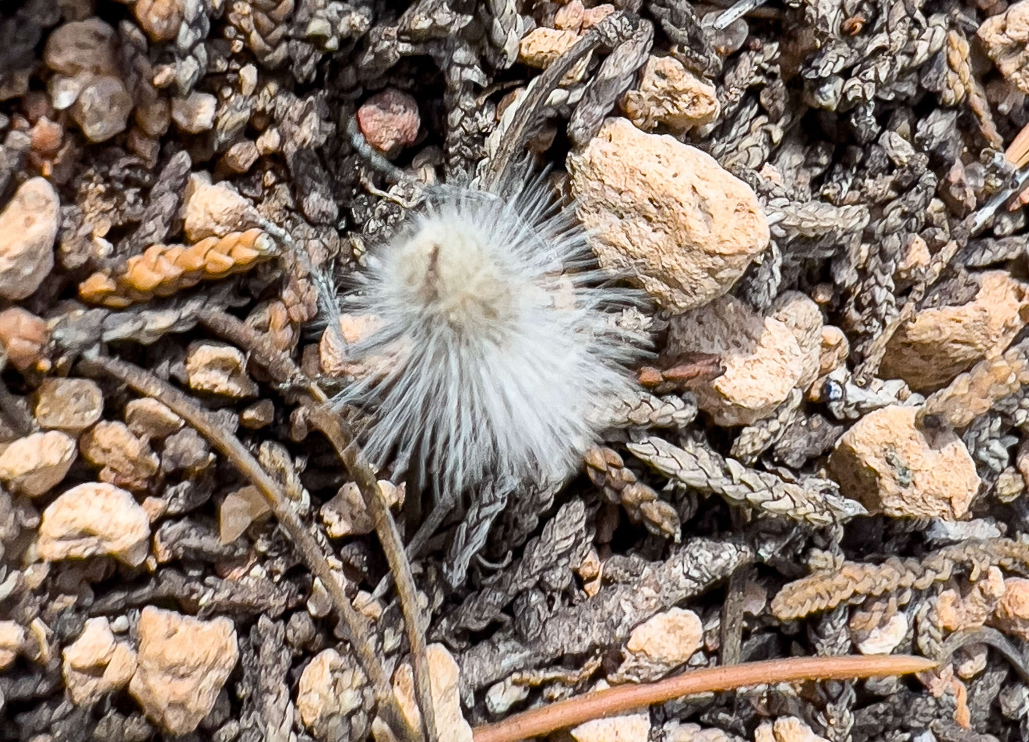 Image of Dasymutilla pseudopappus (Cockerell 1895)