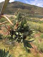 Image de Agave murpheyi Gibson