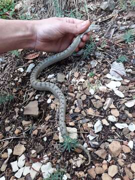 Image of Vipera aspis aspis (Linnaeus 1758)