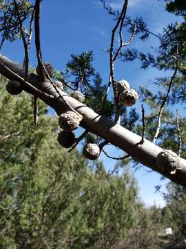 Слика од Cupressus macnabiana A. Murray bis