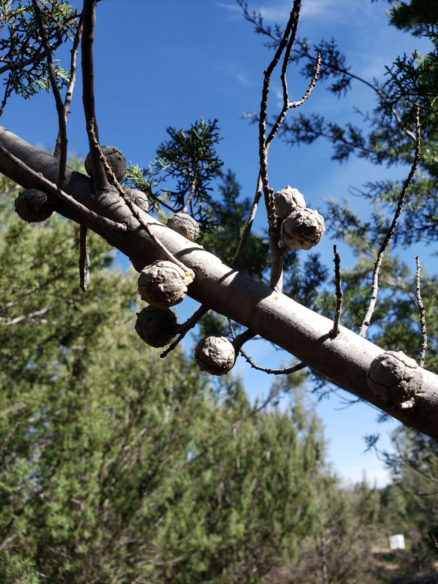 Cupressus macnabiana A. Murray bis resmi