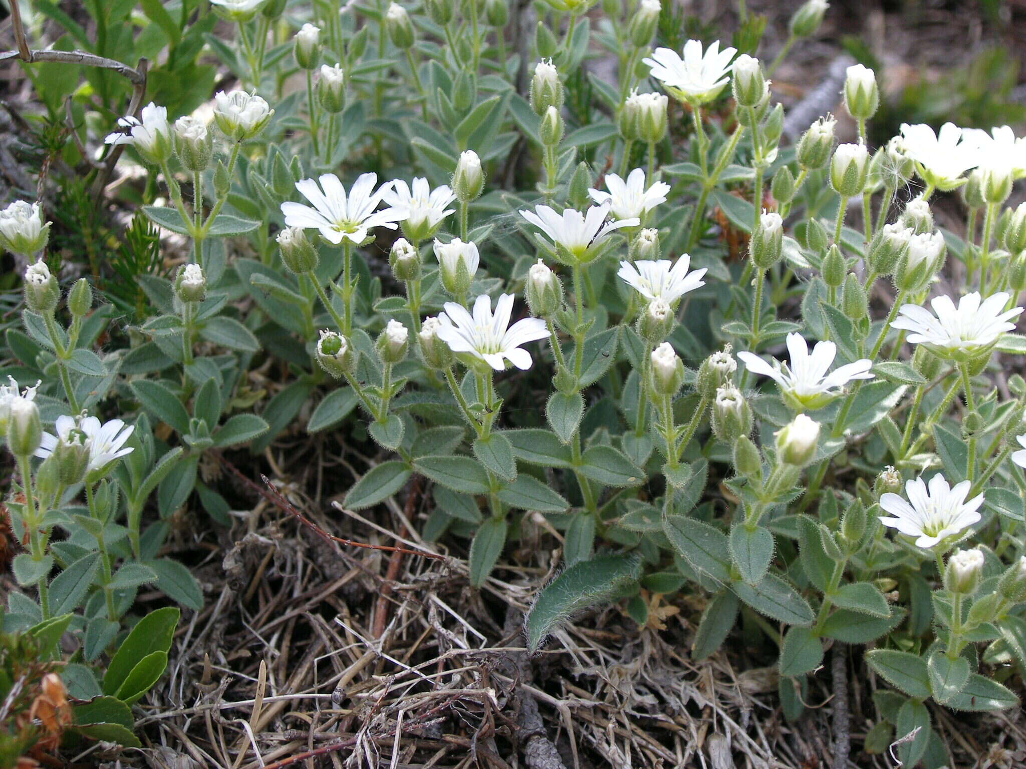 Imagem de Cerastium dinaricum G. Beck & Szysz.