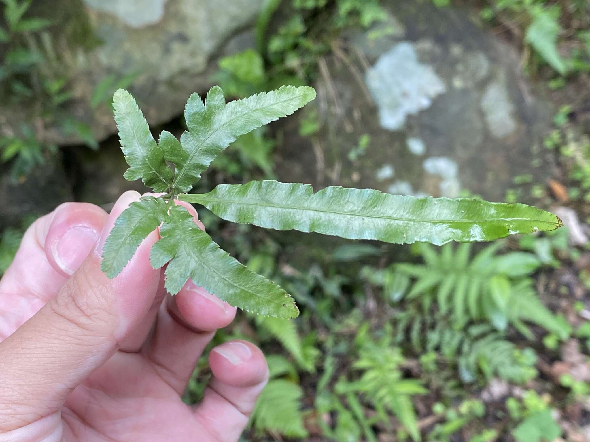 Image of Pteris dimorpha var. prolongata Y. S. Chao, H. Y. Liu & W. L. Chiou