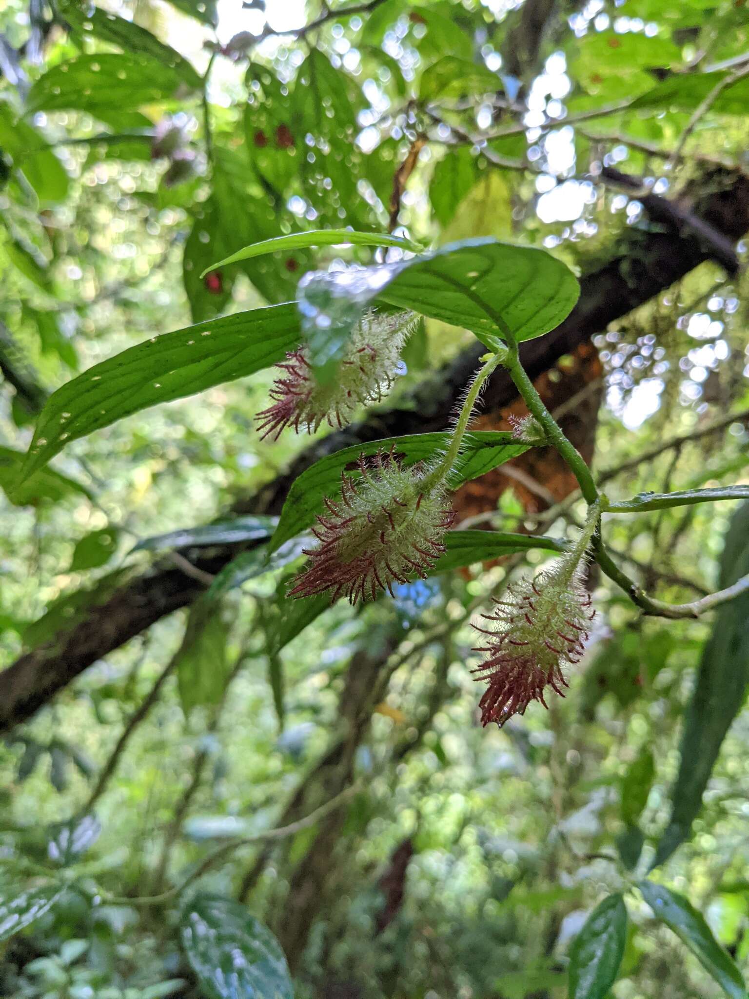 Image of Columnea sanguinolenta (Klotzsch ex Oerst.) Hanst.