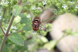 Microtropesa ochriventris Malloch 1929 resmi