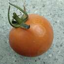 Image of Tomato spotted wilt orthotospovirus