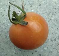 Image of Tomato spotted wilt orthotospovirus